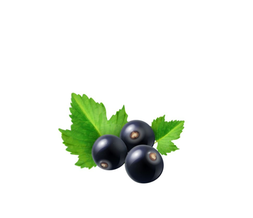 Schwarzes Johannisbeeren Pulver im Verhältnis 7:1 (Frucht/Pulver), feine Körnung < 1 mm. Reich an Vitamin C, Anthocyanen und Antioxidantien, ideal für Smoothies, Backwaren, Desserts oder Superfood-Mischungen. Aplantis ist Großhändler für schwarzes Johannisbeeren Pulver und beliefert B2B-Kunden im Großhandel.