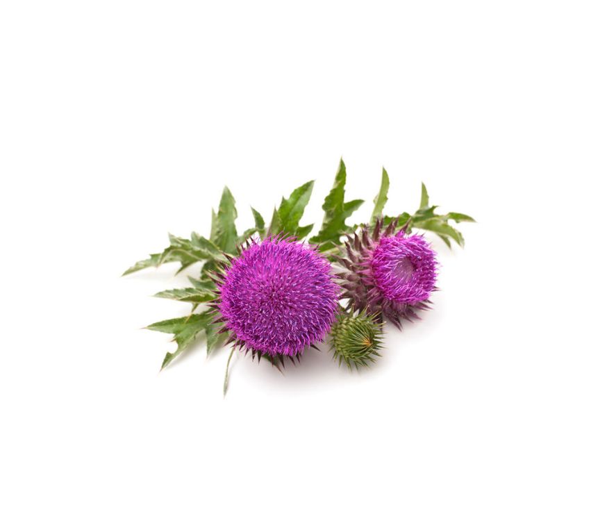 Mariendistel Extrakt im Ratio 22:1 mit 80 % Silymarin sowie 30 % Silybin und Isosilybin, ein hochkonzentriertes Superfood und bewährtes Nahrungsergänzungsmittel zur Unterstützung von Leberfunktion, Entgiftung und allgemeiner Vitalität. Durch die starke Wirkstoffdichte eignet sich dieser Extrakt ideal für die Verarbeitung in Pulvern, Kapseln oder funktionellen Mischungen. Aplantis ist Großhändler für Mariendistel Extrakt und bietet dieses Premium-Produkt im B2B-Großhandel für Händler, Hersteller und Wiederve