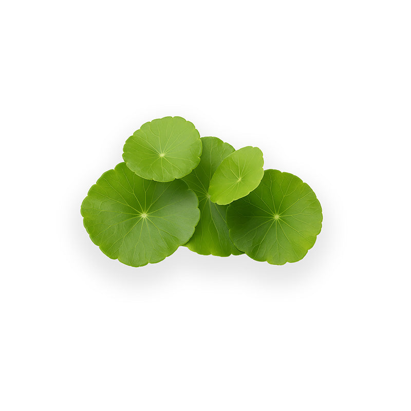 Bio Brahmi Pulver 70043